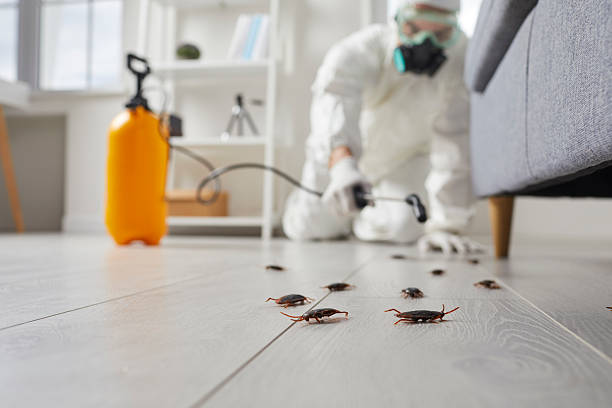 Post-Treatment Bed Bug Interceptor Monitoring in Moody